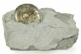 Pyritized Jurassic Ammonite (Amaltheus) Fossil - France #367619-1
